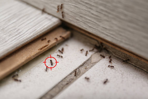 Best Commercial Pest Control Services  in Fairview, NC