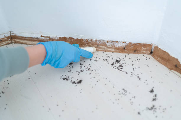 Best Pest Prevention Services  in Fairview, NC